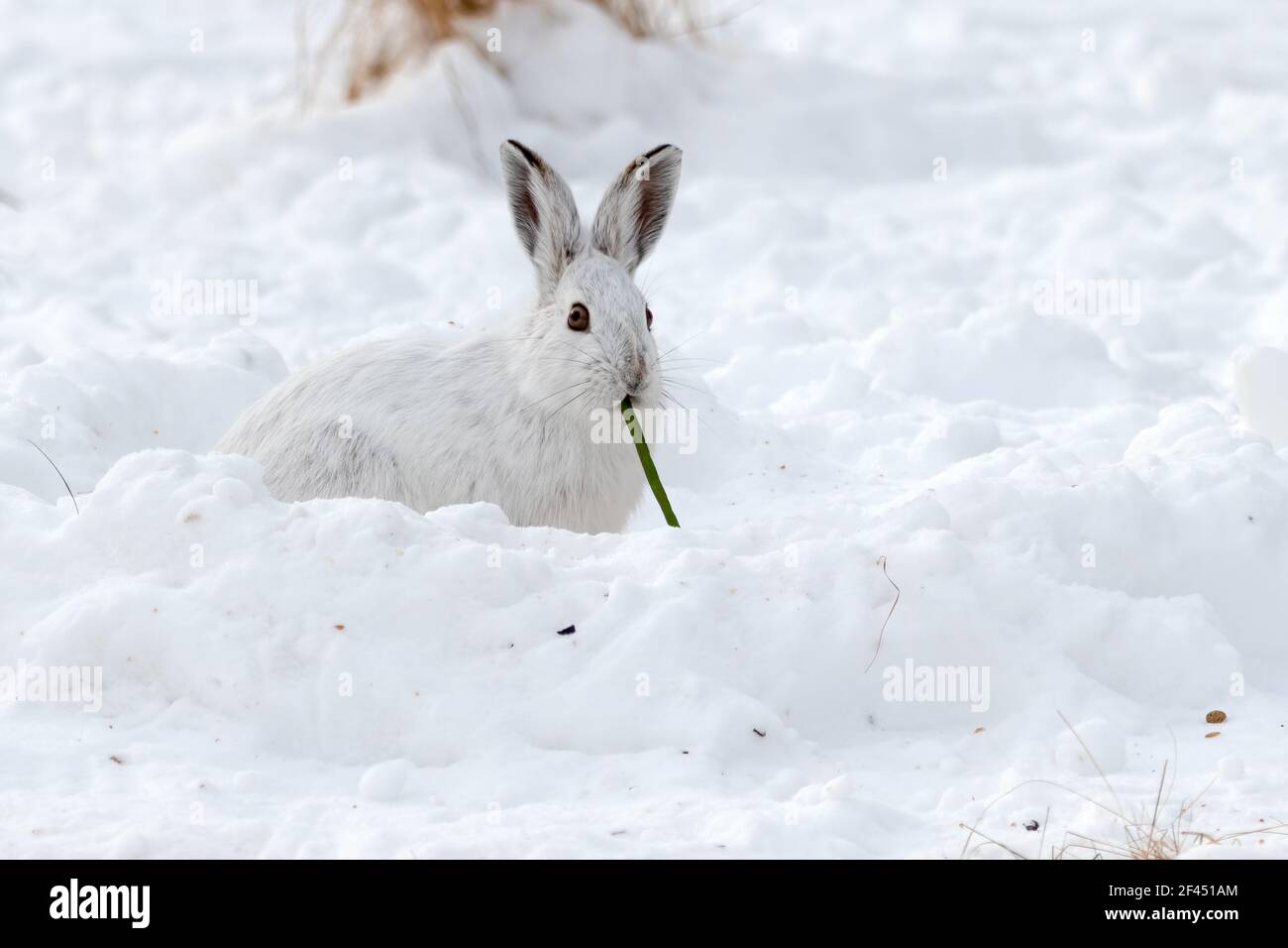 Schneeschuhhase, der eine grüne Bohne im Schnee frisst Stockfoto