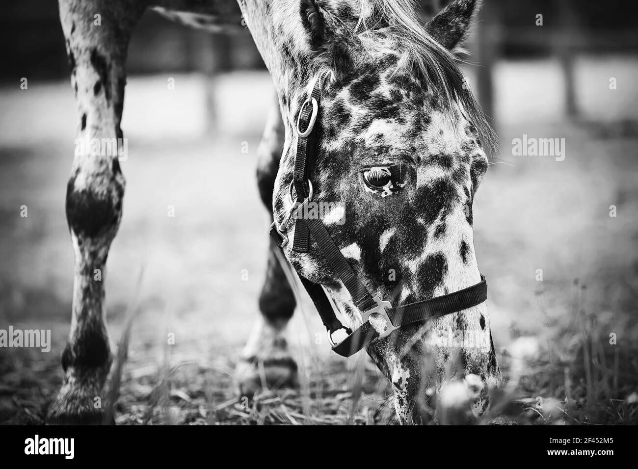 Schwarz-Weiß-Porträt eines niedlichen schönen gefleckten Pferd, das grast in einer Wiese auf einem Bauernhof und frisst Gras. Viehzucht. Agrarindustrie. Stockfoto