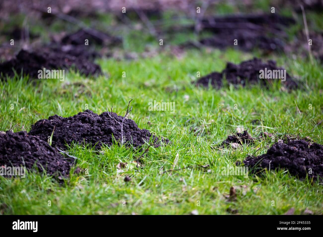 Park Rasen durch die Maulwurf Pest beschädigt. Am späten Nachmittag an einem sonnigen Tag gemacht. Stockfoto