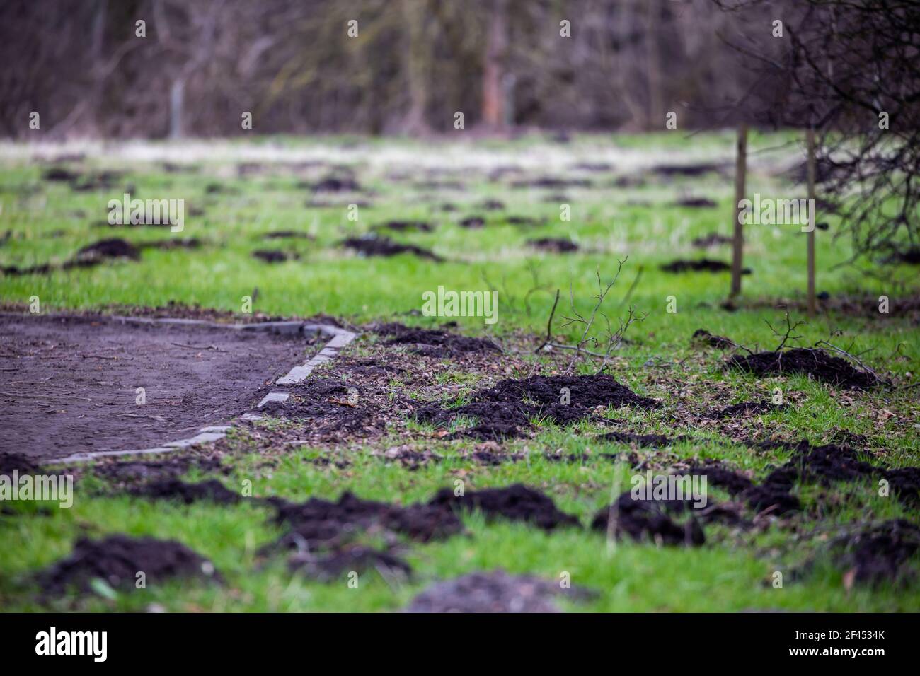 Park Rasen durch die Maulwurf Pest beschädigt. Am späten Nachmittag an einem sonnigen Tag gemacht. Stockfoto