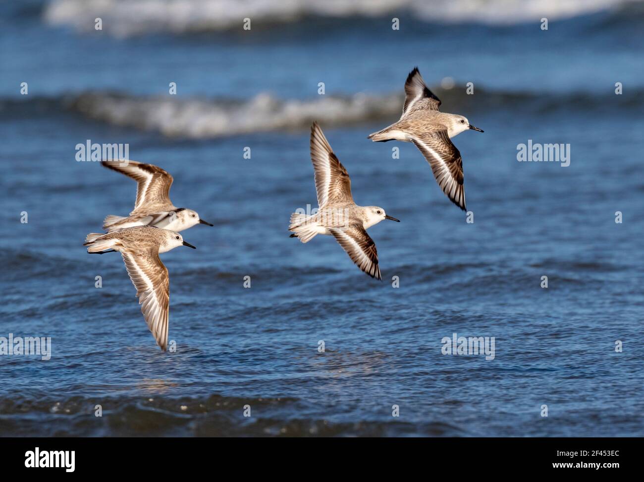 Schar von Sanderlingen (Calidris alba) im Winter Gefieder fliegen über dem Ozean, Galveston, Texas, USA. Stockfoto