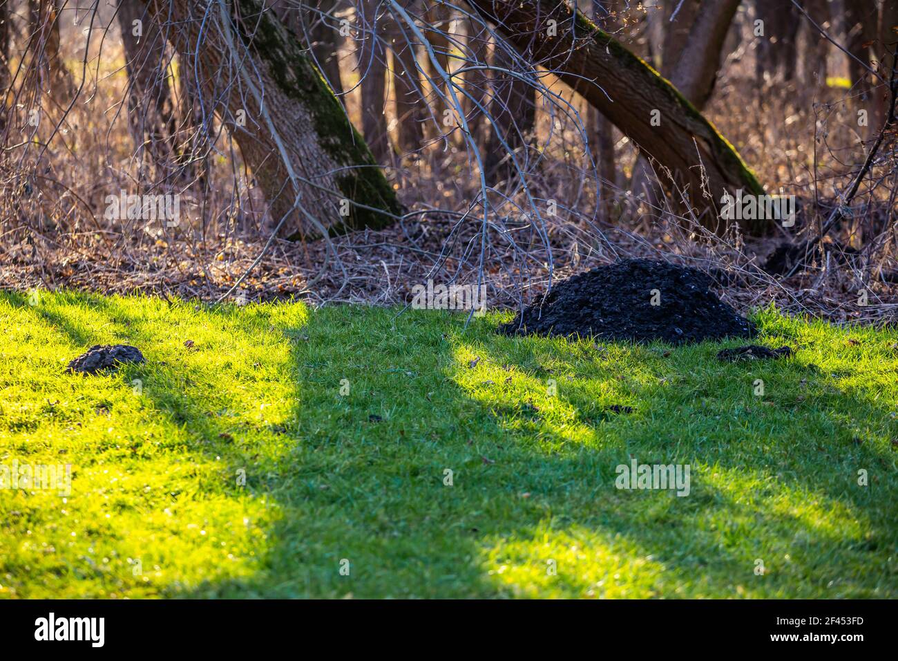 Ein riesiger Maulwurmhügel auf der Parkwiese. Am späten Nachmittag an einem sonnigen Tag gemacht. Stockfoto