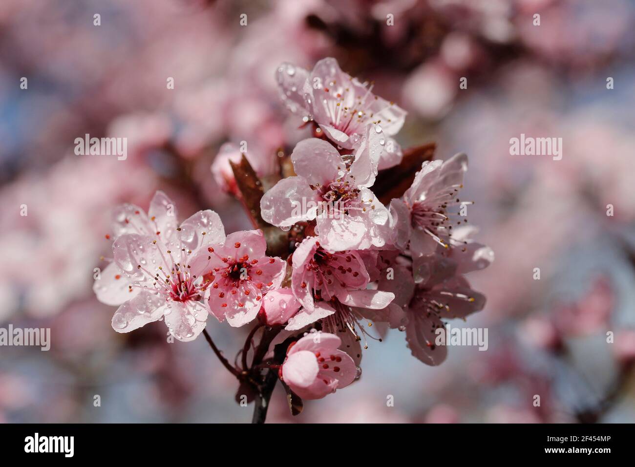 Myrobalan Pflaume. Blumen von Prunus pissardii Stockfoto