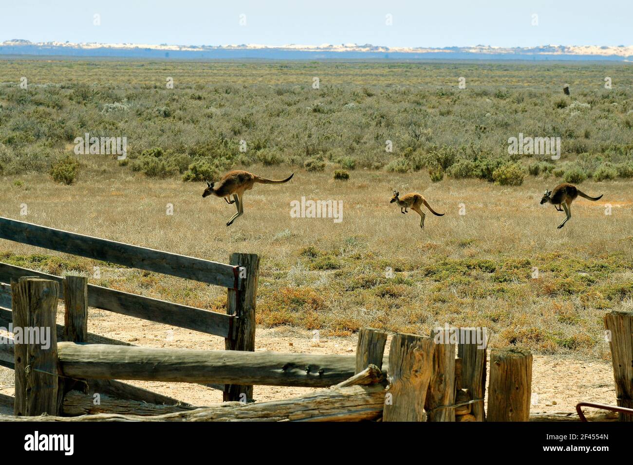 Australien, Kängurus im alten woolshed im Mungo National Park in New South Wales Stockfoto