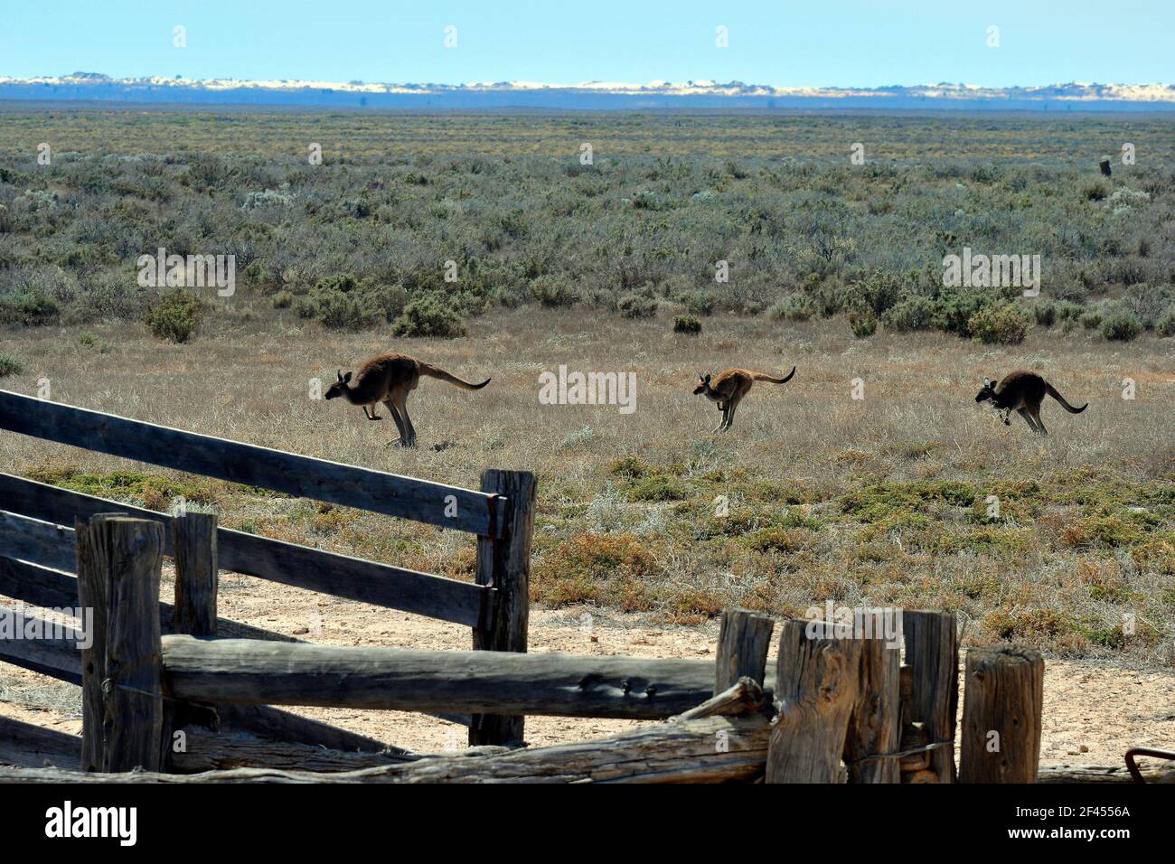 Australien, Kängurus im Mungo National Park in New South Wales Stockfoto