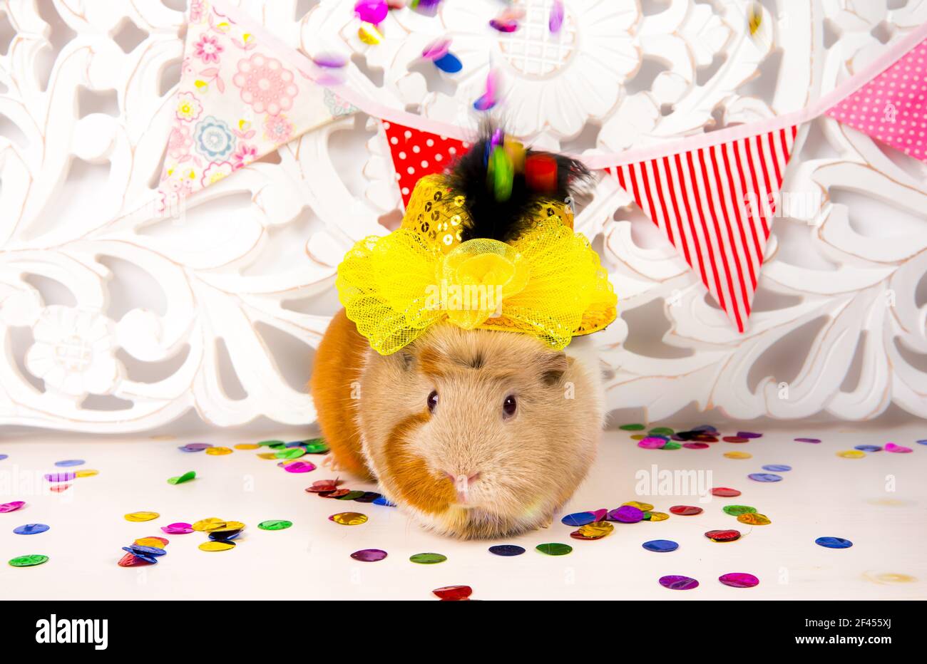 Fun festliche Meerschweinchen mit Party Hut, Party-Fahnen und Konfetti fallen. Tier Geburtstag Hintergrund Konzept. Stockfoto