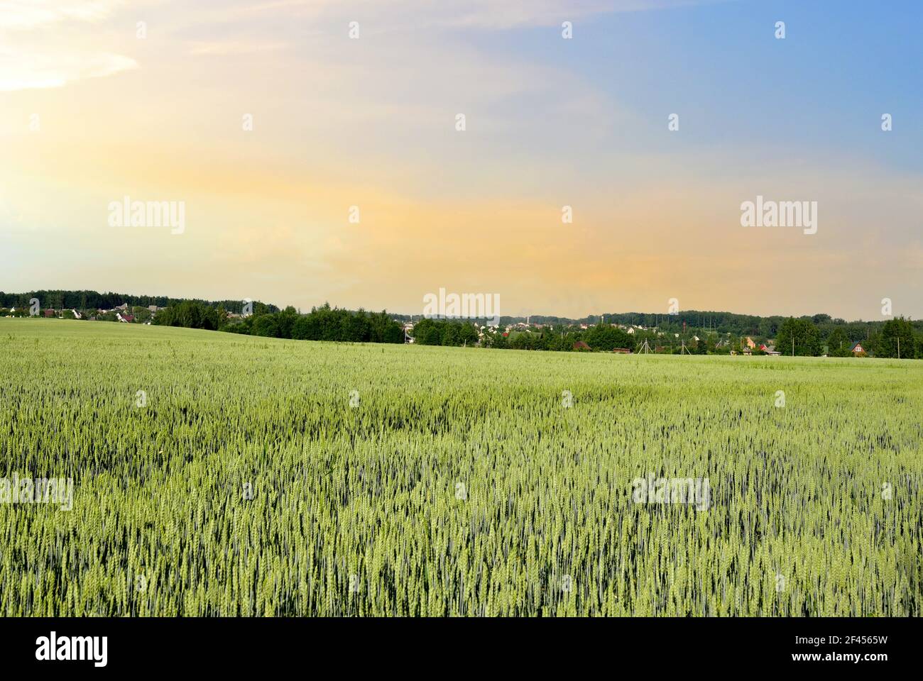 Blick auf Feld mit jungen grünen Weizen Ernte auf Sonnenuntergang Hintergrund. Farm Konzept, Herstellung von Mehl, Brot und Backwaren. Landwirtschaftliche Landschaft a Stockfoto
