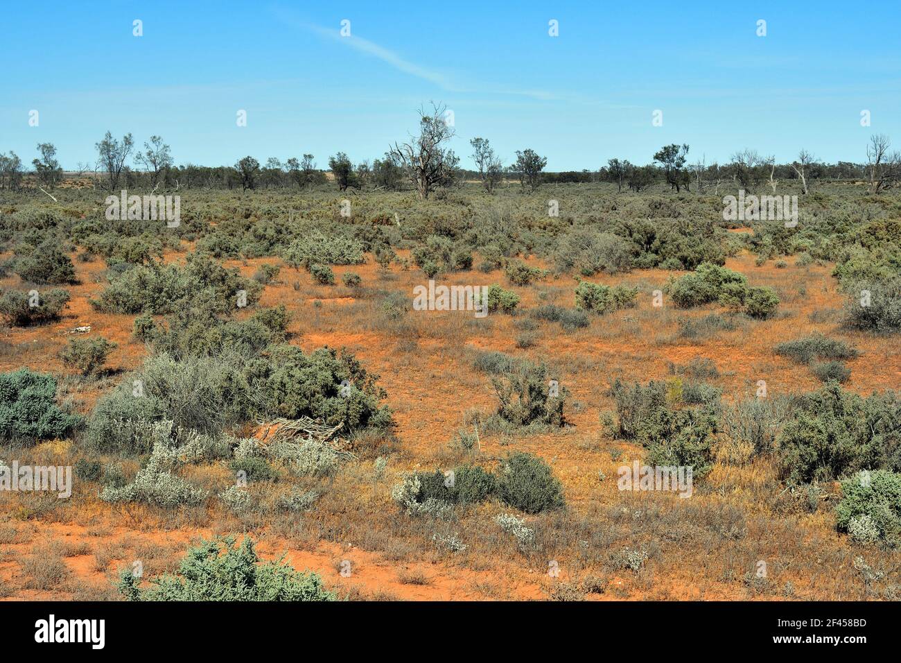 Australien, Vegetation im Outback im nördlichen Teil von New South Wales Stockfoto