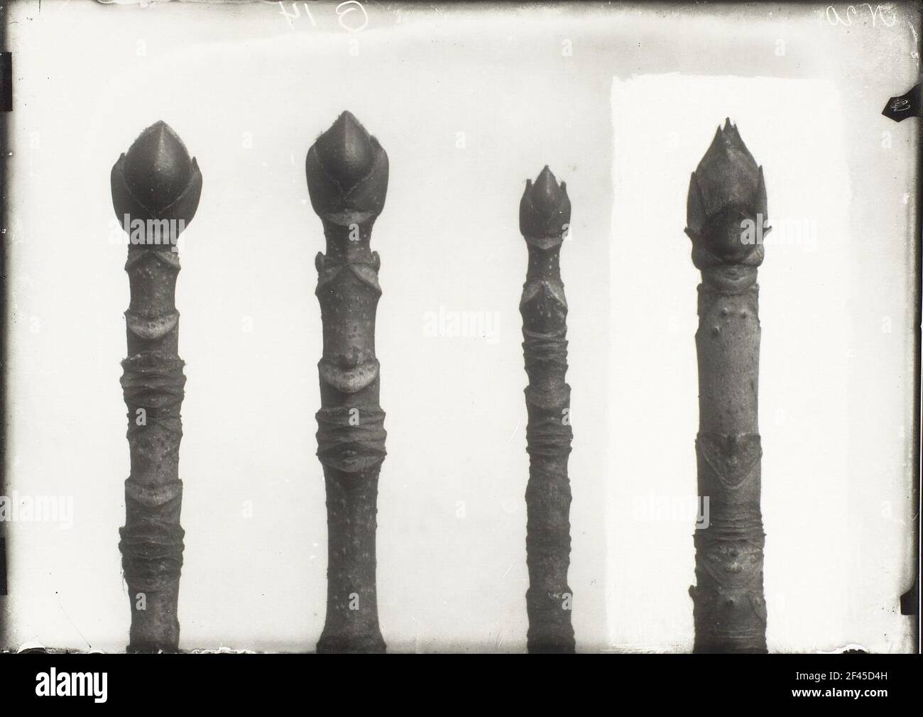 Zweige mit Knospen verschiedener Ahornarten (Acer). Negative Retusche von Karl Blossfeldt Stockfoto