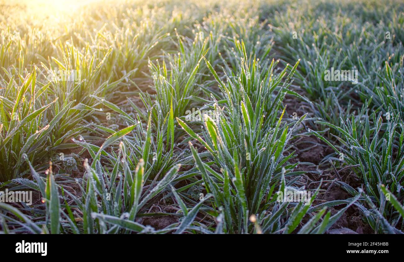 Winterweizenblätter, Frost im Bereich der Landwirtschaft, gefrorene Winterpflanzen Stockfoto
