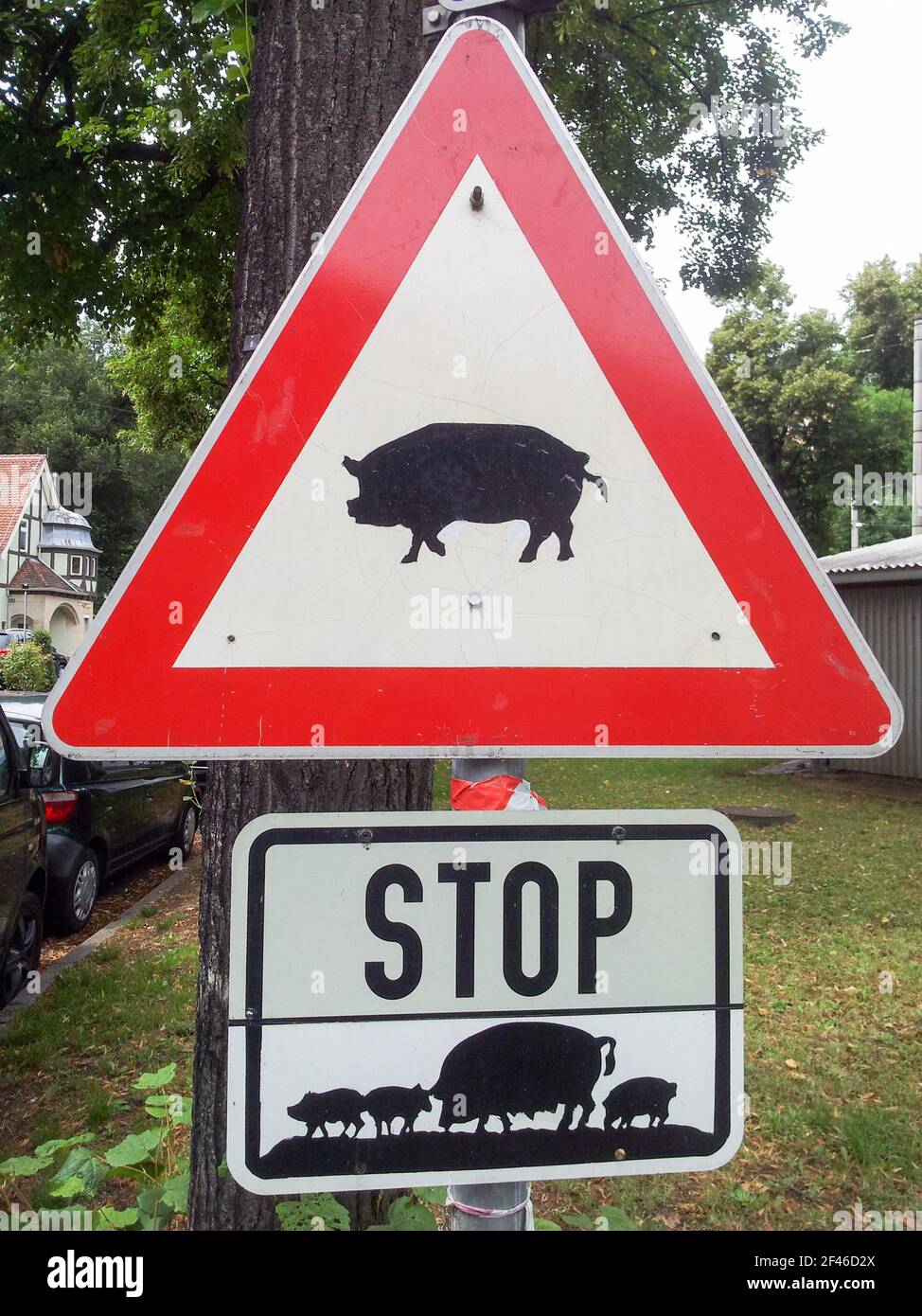 Straßenschild in Deutschland Warnung vor Schweinen. Eine Warnung, die wahrscheinlich auch Ferkel beinhaltet. Hausschwein und vielleicht sogar Wildschwein. Stockfoto