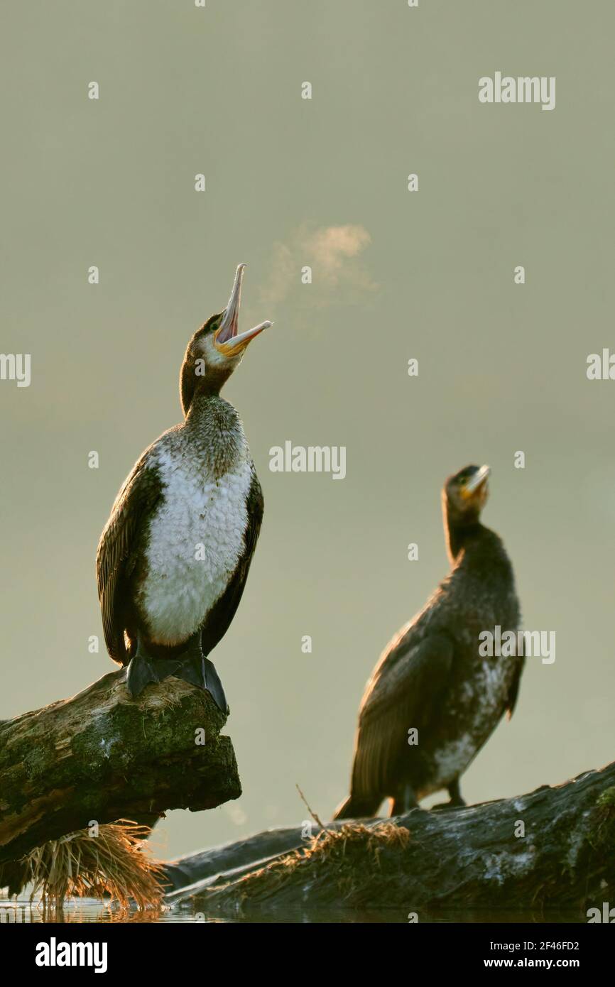 Großer Kormoran-Vogel mit offenem Schnabel, atmet Dampf in der Kälte aus. Wintermorgen bei Sonnenaufgang. Kormorane sitzen auf einem Baumstamm im Fluss, Nahaufnahme. Stockfoto