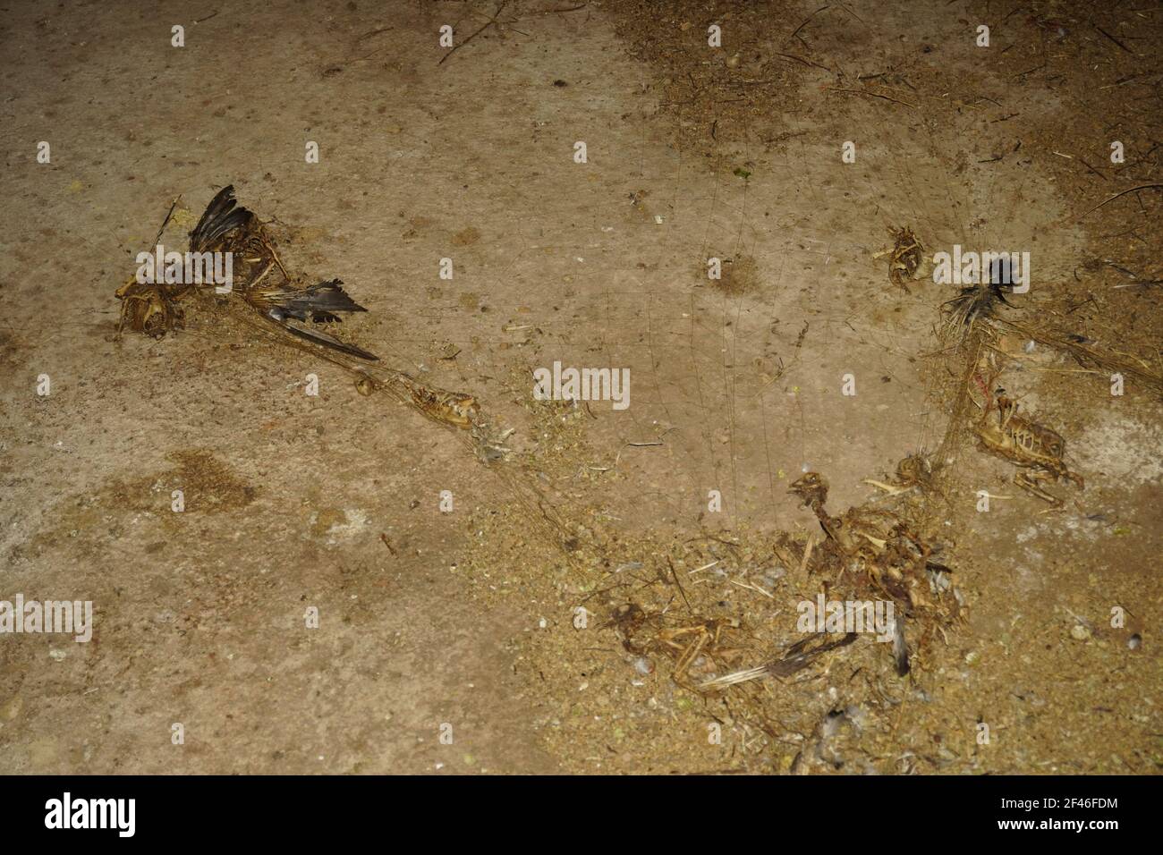 Der todgeschwisterliche Körper im Haus des Vogelnests der Swiftlet-Vogelschwalbe. Stockfoto