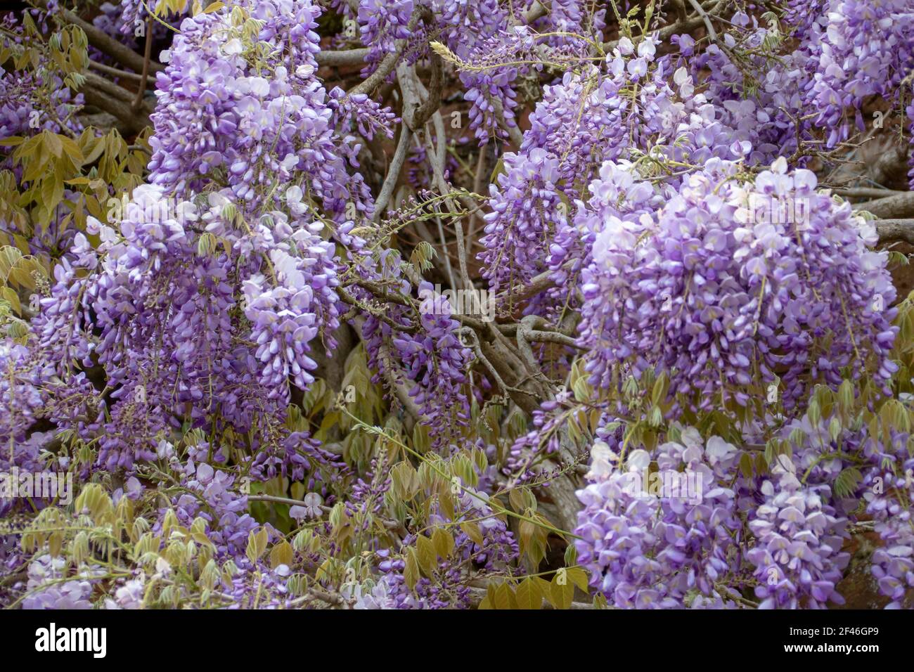 Schöne blass-violette Blüten einer Glyzinie Stockfoto
