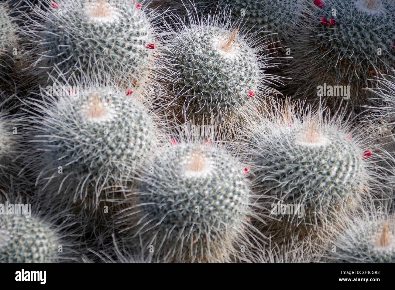 gymnocalycium coloradense Gymnocalycium andreae 4