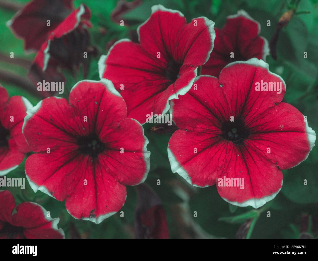 Purpurrote, farbenfroh blühende neue Petunia-Blüten (Petunia hybrida) Stockfoto