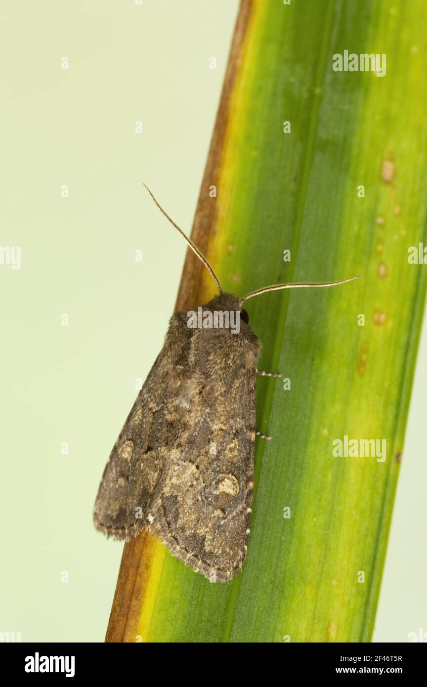 Flounced Rustic Moth Luperina testacea Essex, UK IN000430 Stockfoto