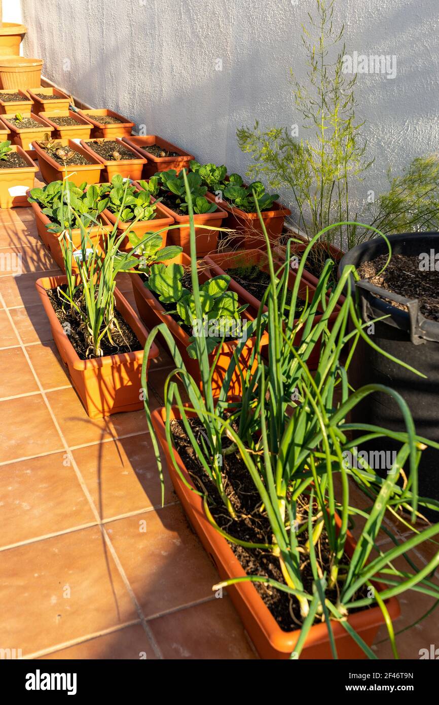 Blick auf einen Stadtgarten in Kunststofftöpfen mit Schnittlauch und Knoblauch im Vordergrund. Selektiver Fokus. Eco Food-Konzept Stockfoto