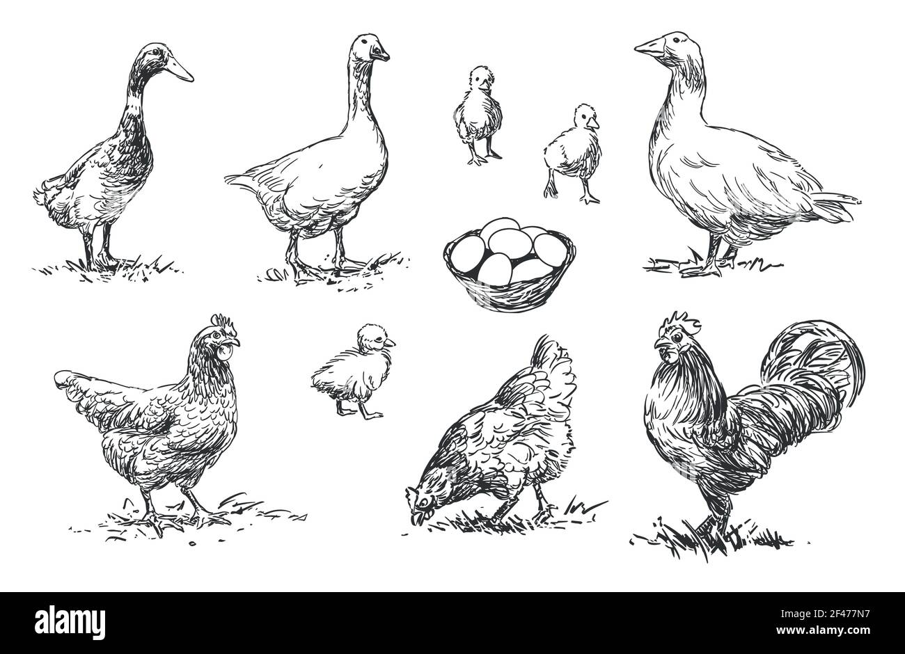 Geflügel - Satz von Nutztieren Illustrationen, schwarz-weiß Zeichnungen Stock Vektor