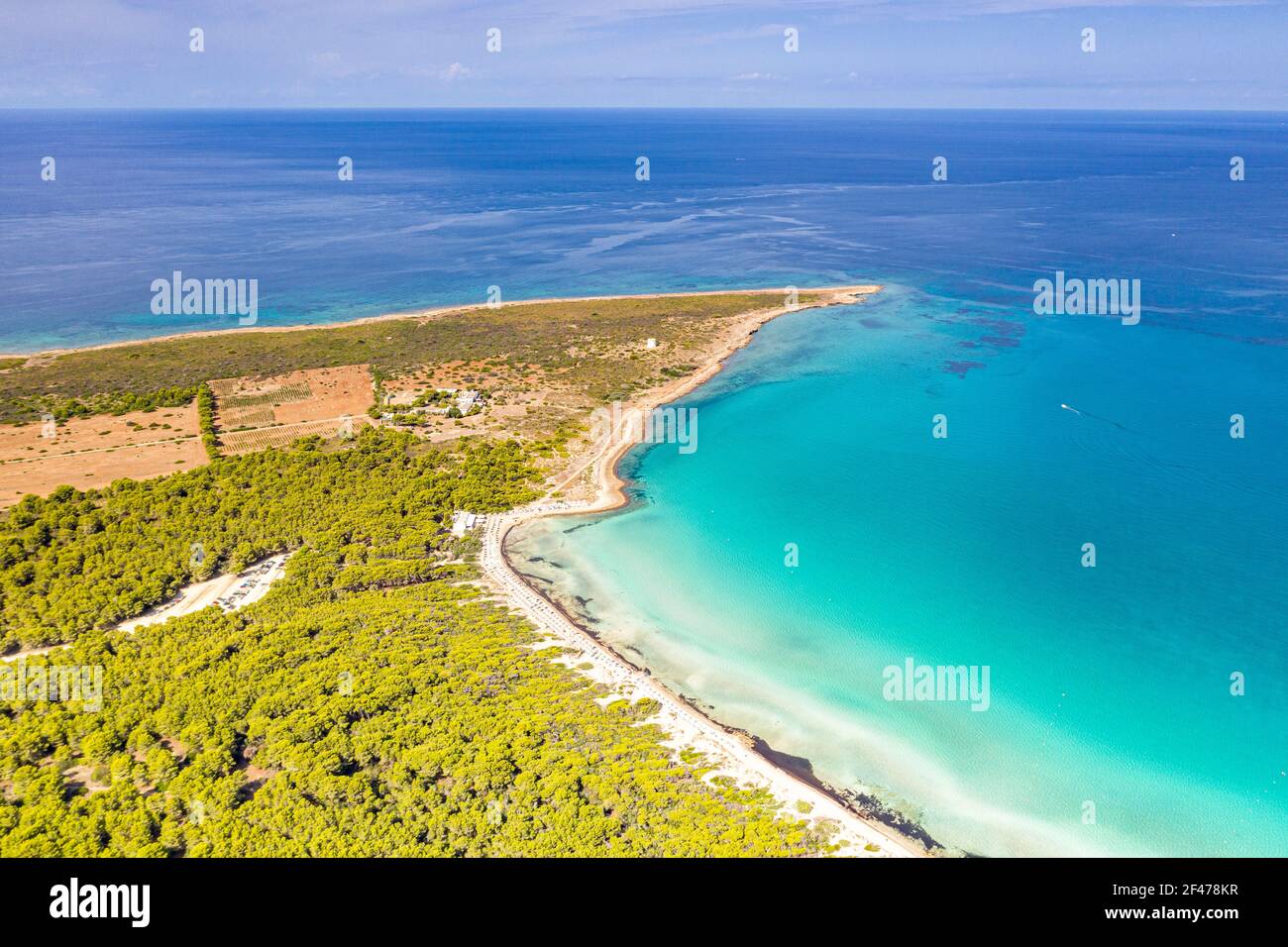 Luftaufnahme von Punta della Suina sandige Bucht und Insel von mediterranen Pinien eingerahmt, Gallipoli, Salento, Apulien, Italien Stockfoto