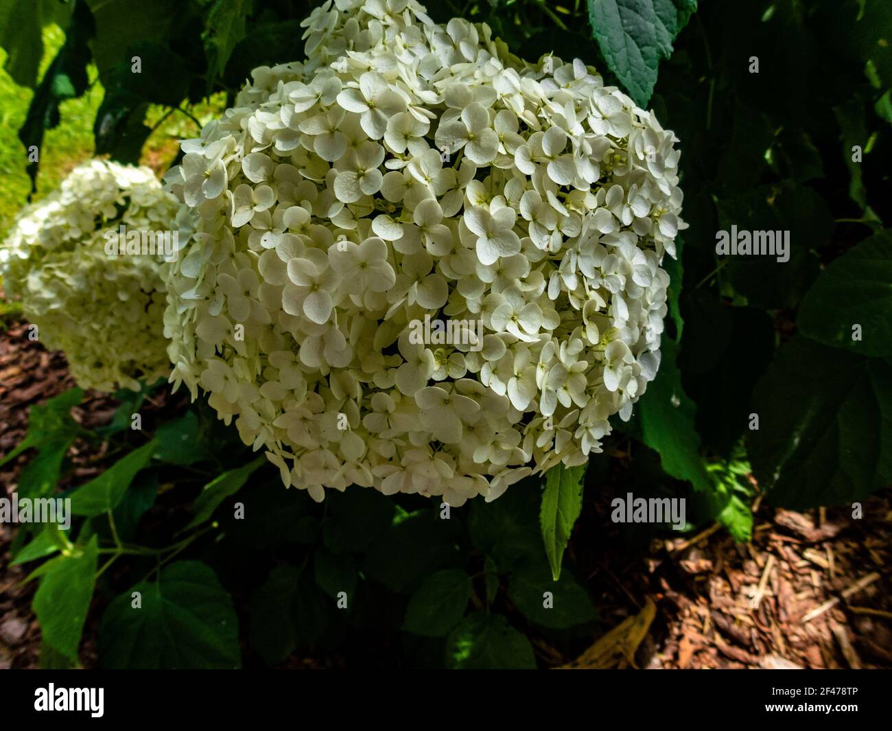 Wunderbar blühende weiße Hydrangea arborescens, allgemein bekannt als glatte Hortensien, wilde Hortensien in einem Garten. Nahaufnahme der weißen Hortensien Blumen in Stockfoto