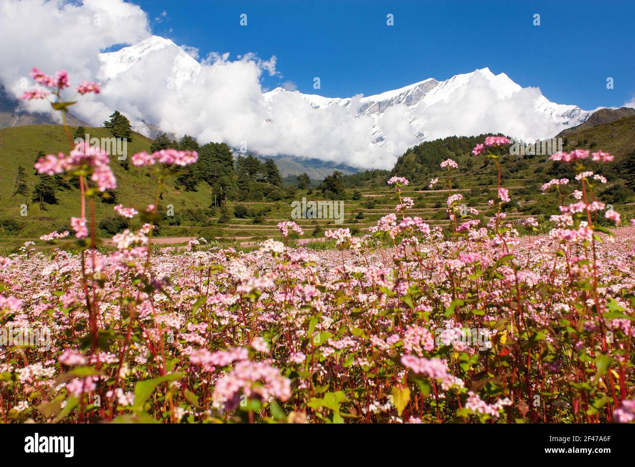 Panoramablick auf Mount Dhaulagiri - Nepal Stockfoto