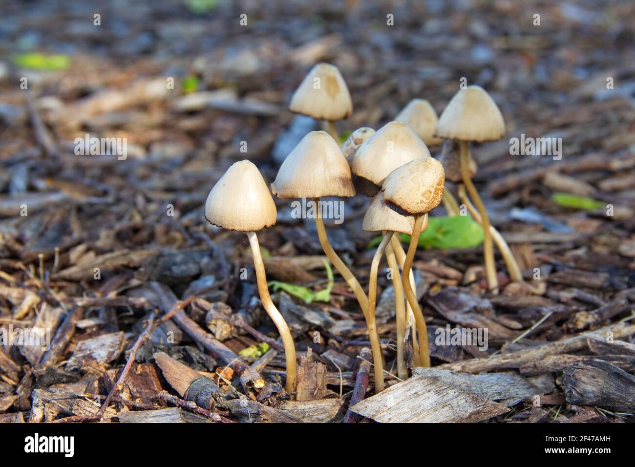 Horizontale Ansicht einer kleinen Gruppe von getufteten Mycena-Pilzen, die in einem kleinen Cluster auf dem Waldboden wachsen. Stockfoto