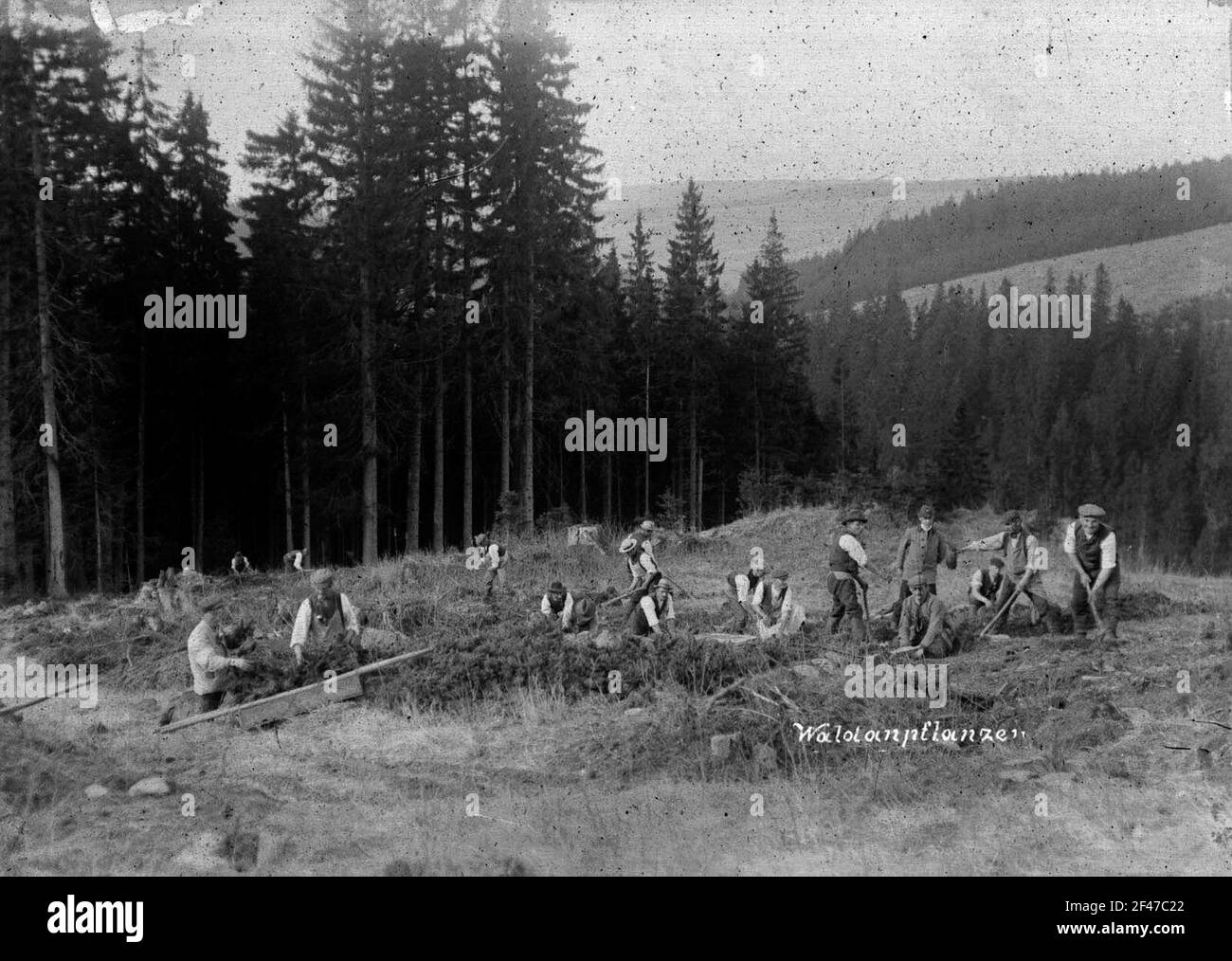 Pflanzen funktioniert im Wald Stockfoto