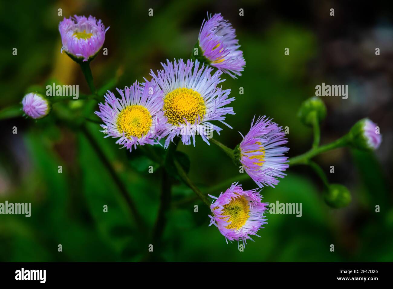 Eine Gänseblümchen-Flohpflanze, die im Garten blüht Stockfoto