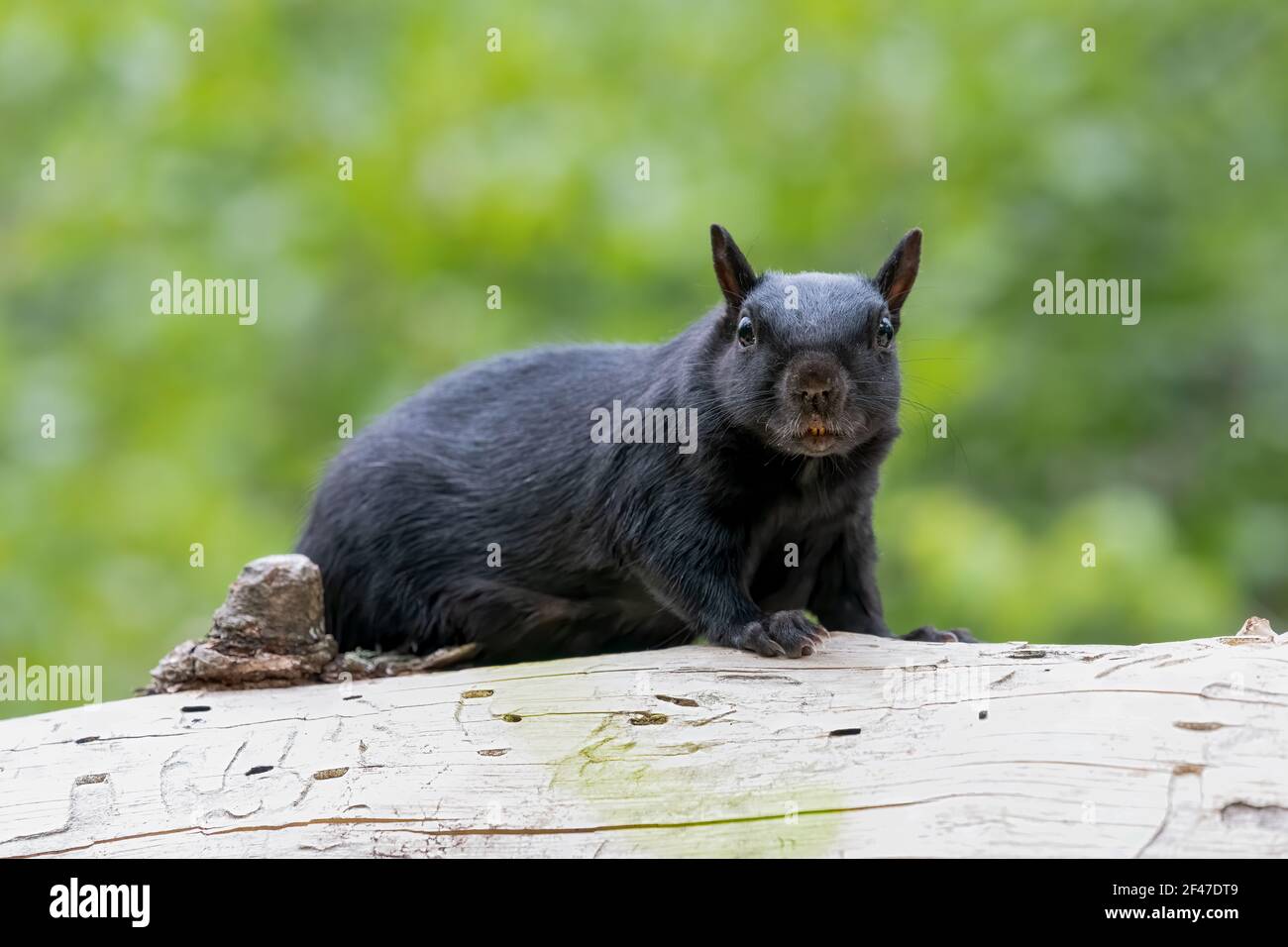 Schwarzes Eichhörnchen (melanistisches Ostgrauhörnchen), das an einem warmen Tag im Wald ruht. Schau dir diese orangen Zähne an! Stockfoto