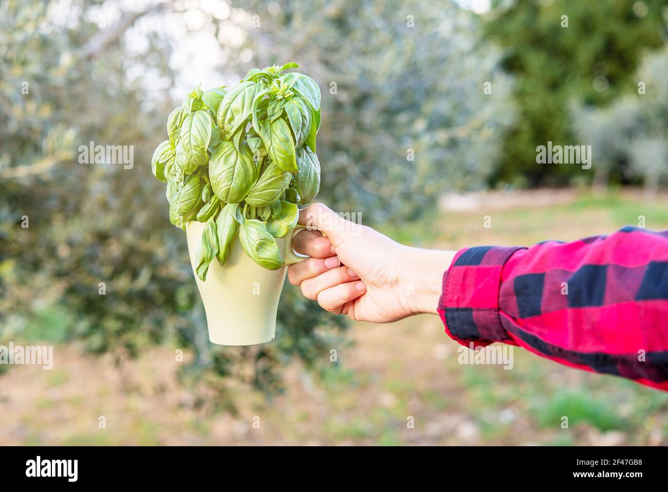Die Hand hält einen Bund frischen Basilikums in einer Tasse In einem Gemüsegarten Stockfoto