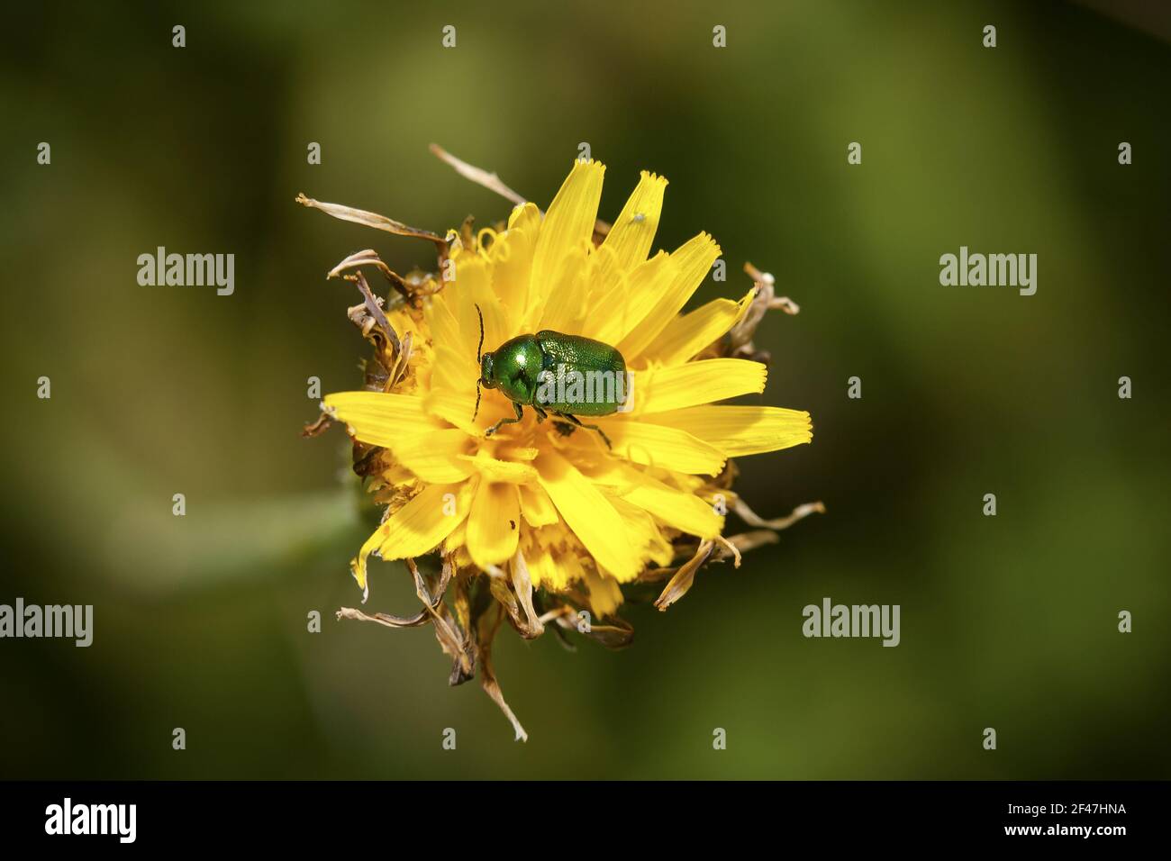 Ein glänzender Grüner Käfer (Cetonia aurata) auf einer Löwenzahn-Blüte Stockfoto