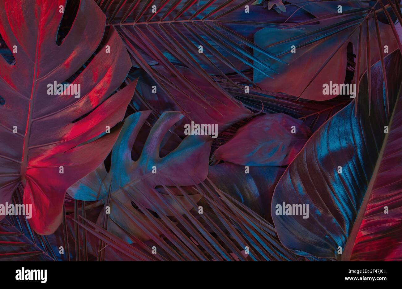 Kreativer Hintergrund mit tropischen Blättern in fluoreszierender Farbe gemacht. Naturkonzept. Neon Farben flach Lay. Stockfoto