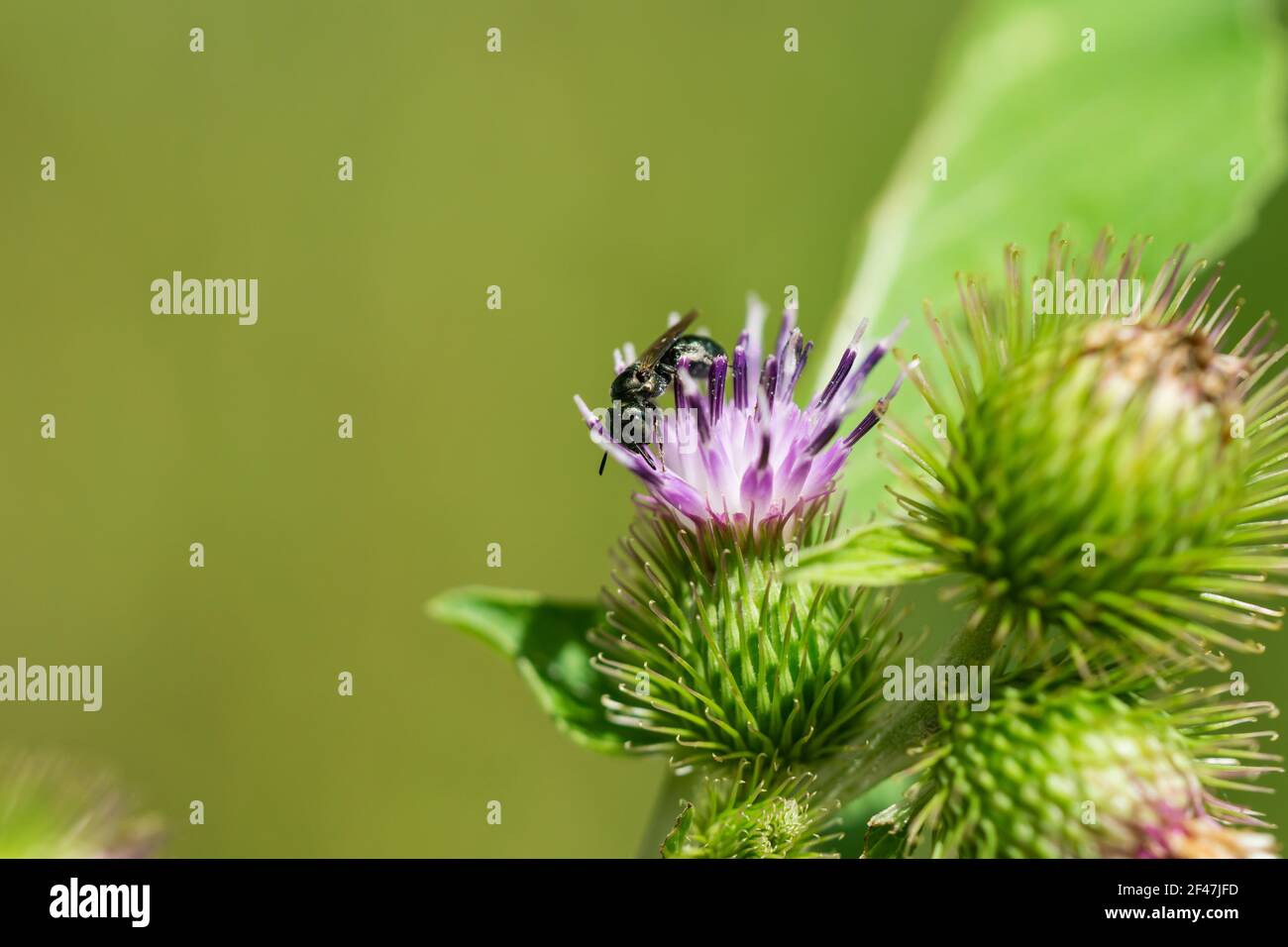 Kleine Carpenter Biene auf Klette Blumen Stockfoto