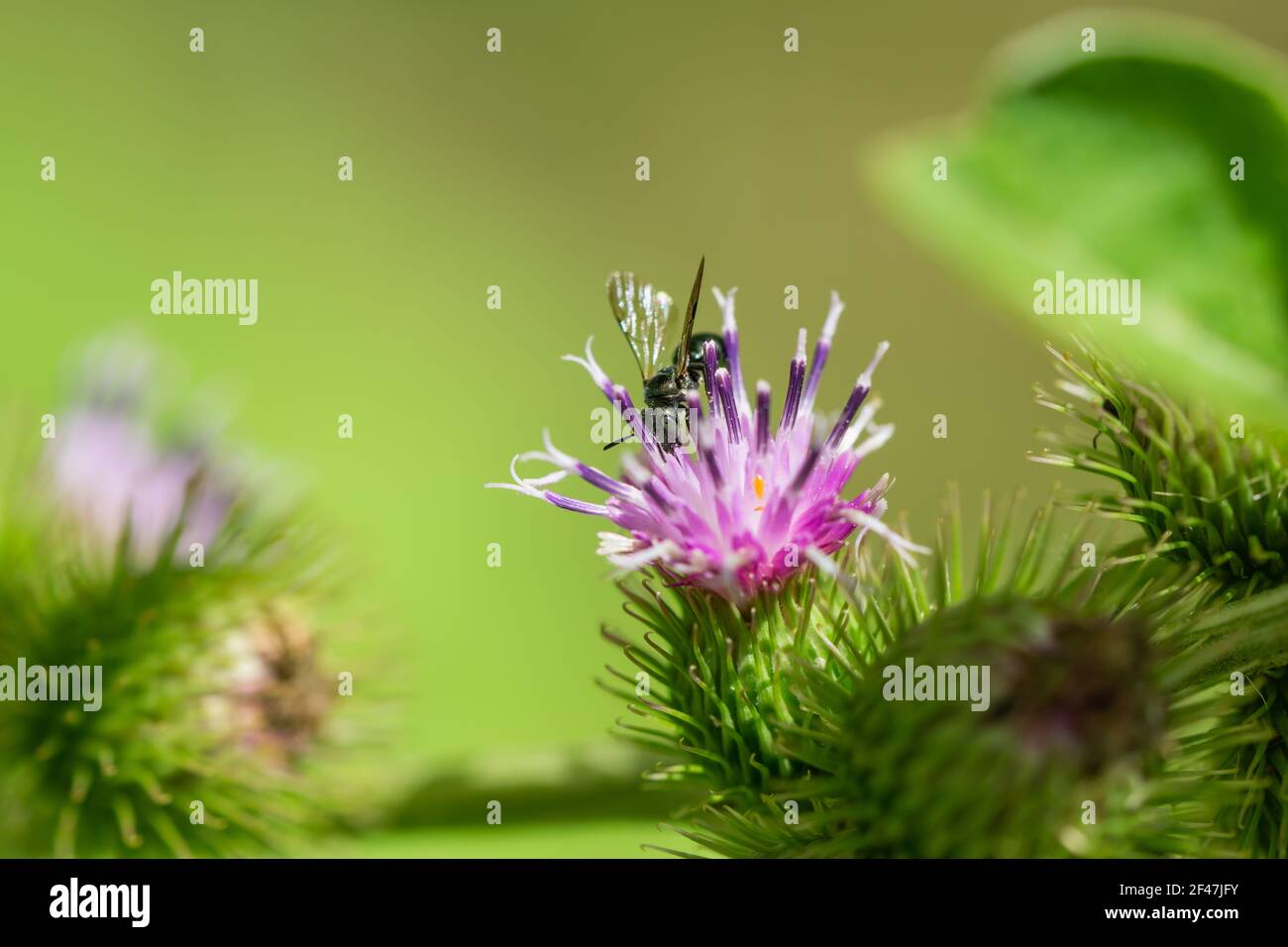 Kleine Carpenter Biene auf Klette Blumen Stockfoto
