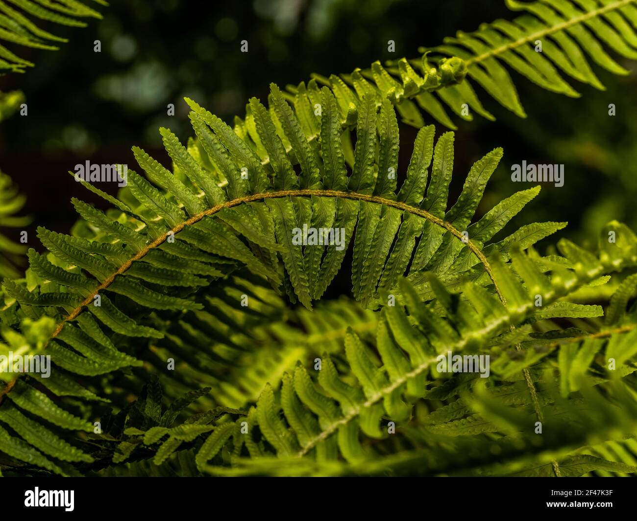 Makro-Foto von grünen Farnblüten. Stock Foto Pflanze Farn blühte. Farn auf dem Hintergrund von grünen Pflanzen. Stockfoto