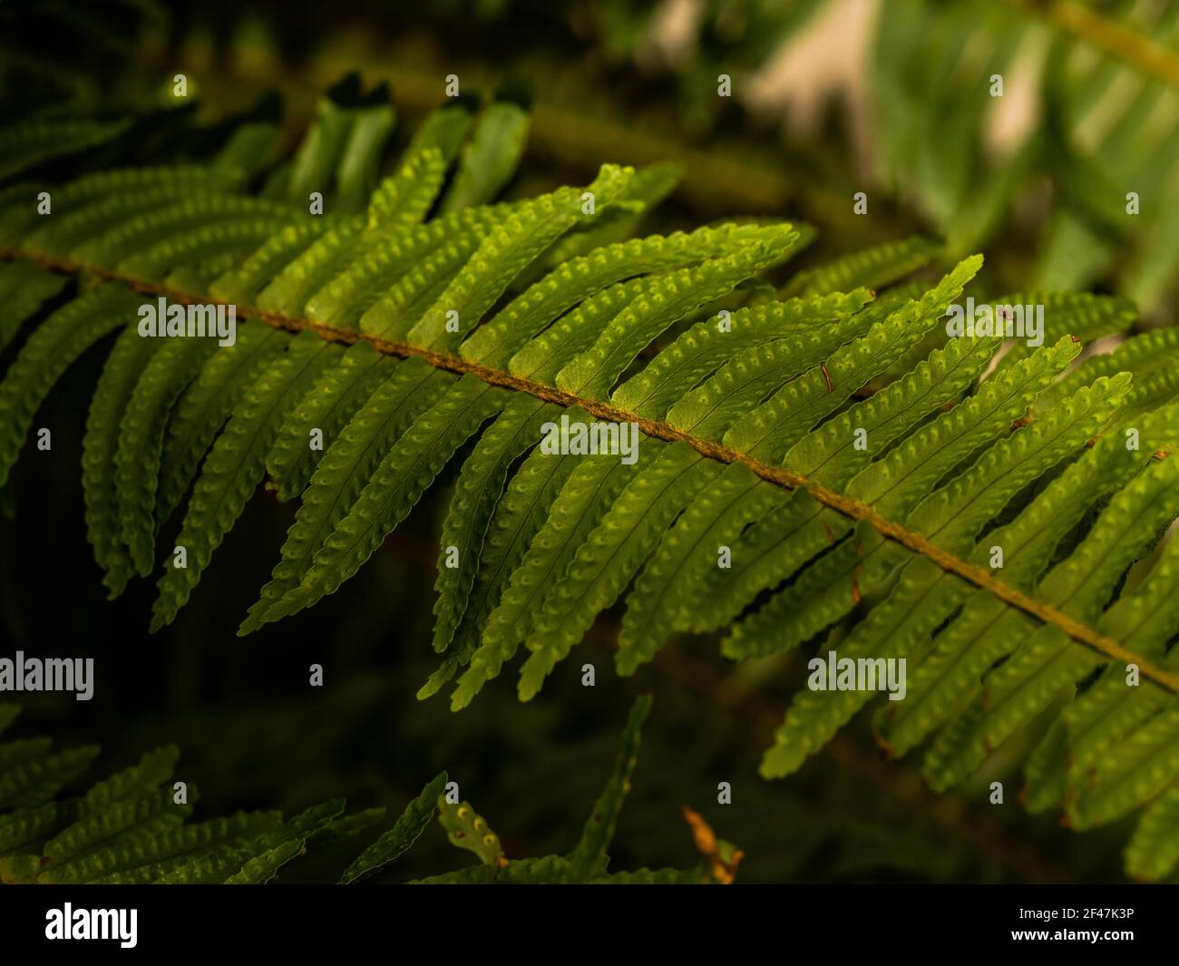 Makro-Foto von grünen Farnblüten. Stock Foto Pflanze Farn blühte. Farn auf dem Hintergrund von grünen Pflanzen. Stockfoto