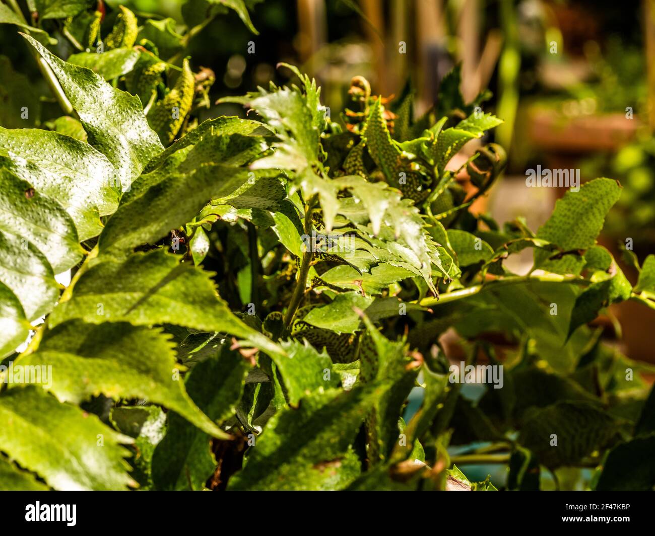 Makro-Foto von grünen Farnblüten. Stock Foto Pflanze Farn blühte. Farn auf dem Hintergrund von grünen Pflanzen. Stockfoto