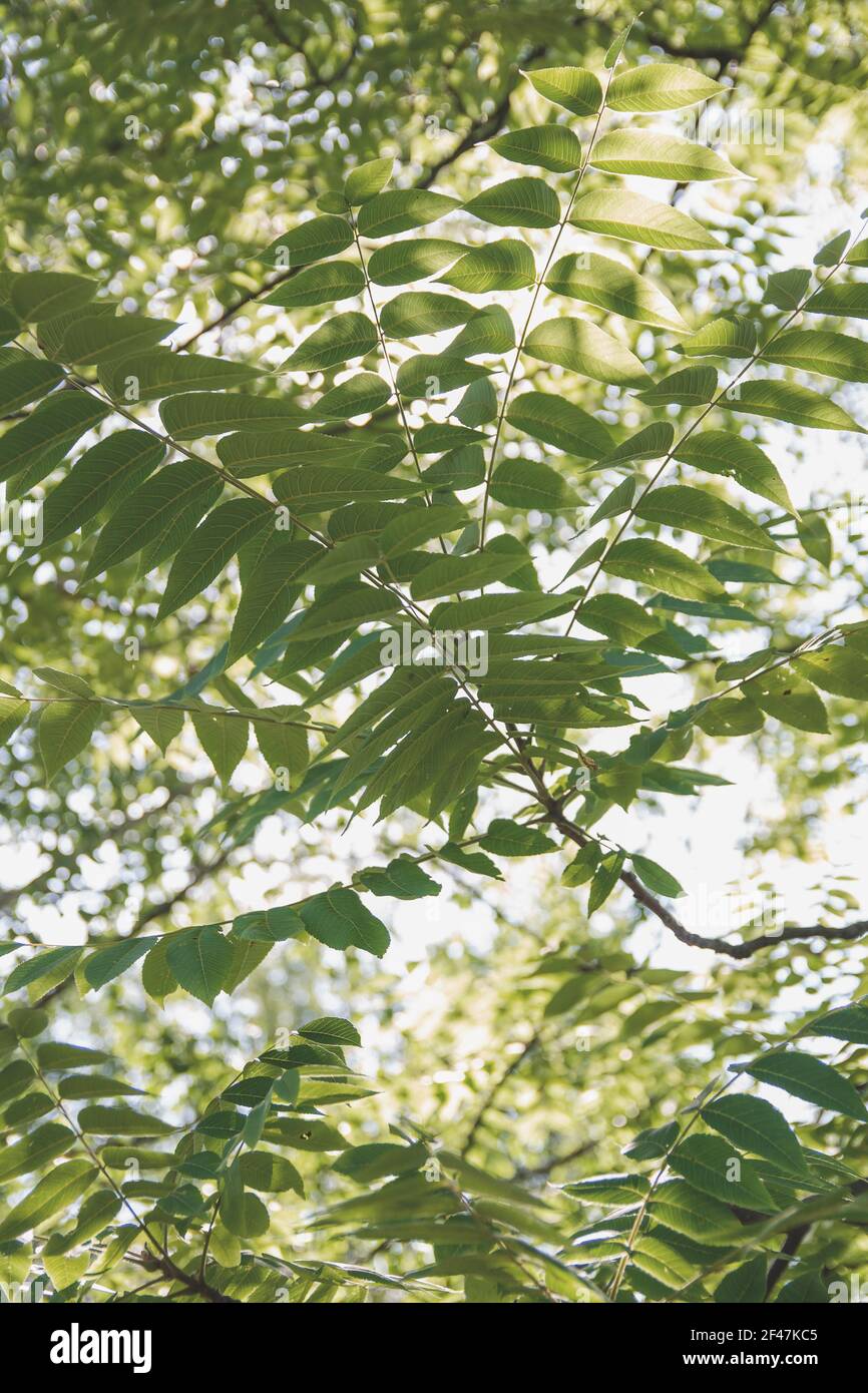 Baum mit breiten Ästen mit Blättern im sonnigen Sommerlicht Stockfoto