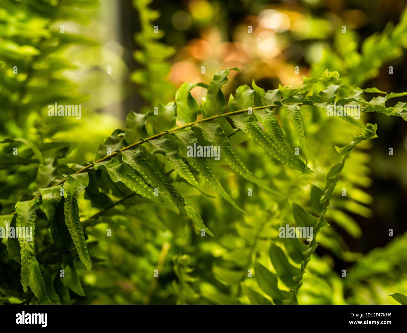 Makro-Foto von grünen Farnblüten. Stock Foto Pflanze Farn blühte. Farn auf dem Hintergrund von grünen Pflanzen. Stockfoto