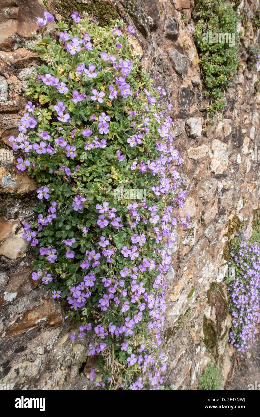 Malvenfarbene Aubretia, die in einer Steinmauer in Devon wächst. Stockfoto