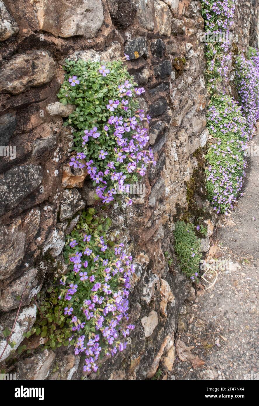 Malvenfarbene Aubretia, die in einer Steinmauer in Devon wächst. Stockfoto