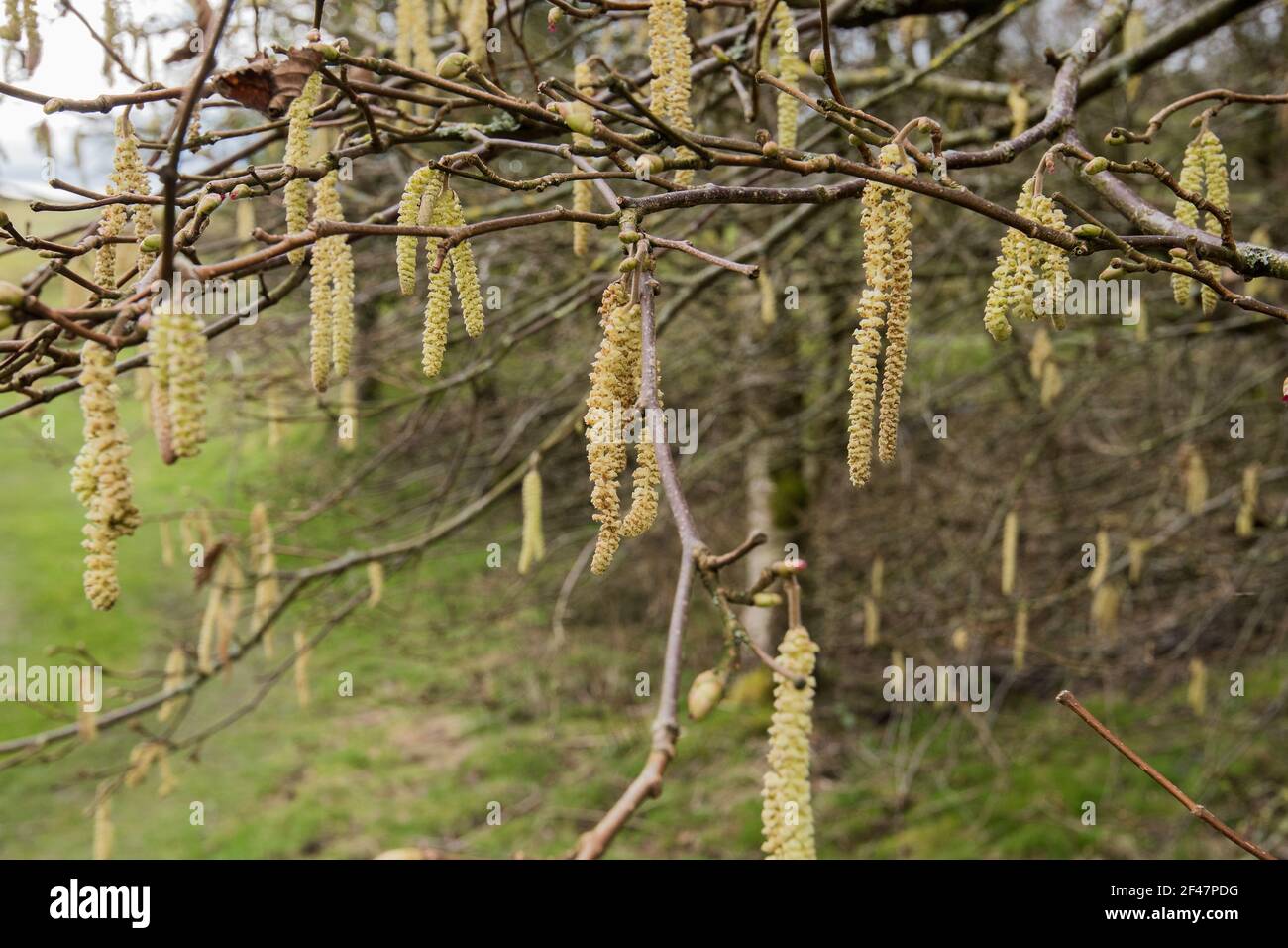 Kätzchen Stockfoto