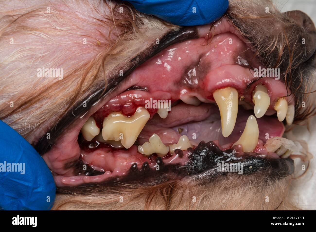 Nahaufnahme eines Hundes Zähne nach Zahnstein entfernen, Skalierung Stockfoto