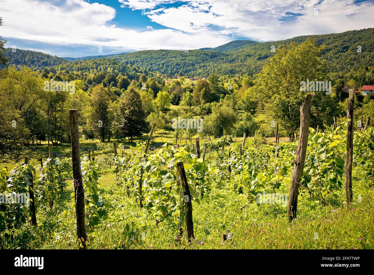 Weinberge und grüne Landschaft der Gorski Kotar Bergregion, Mittelkroatien Stockfoto