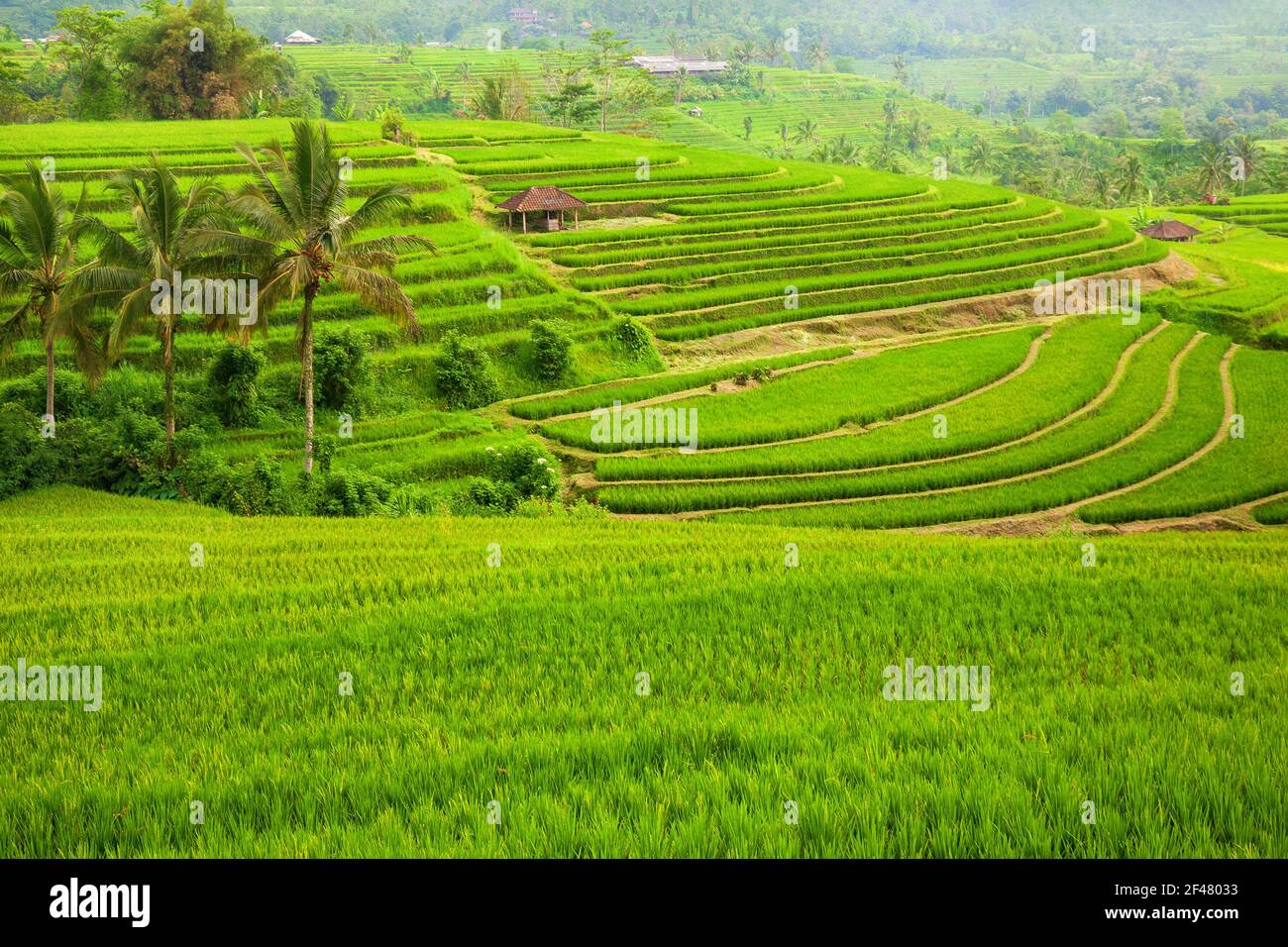 Grüne Reisfelder Jatiluwih auf Bali, Indonesien Stockfoto