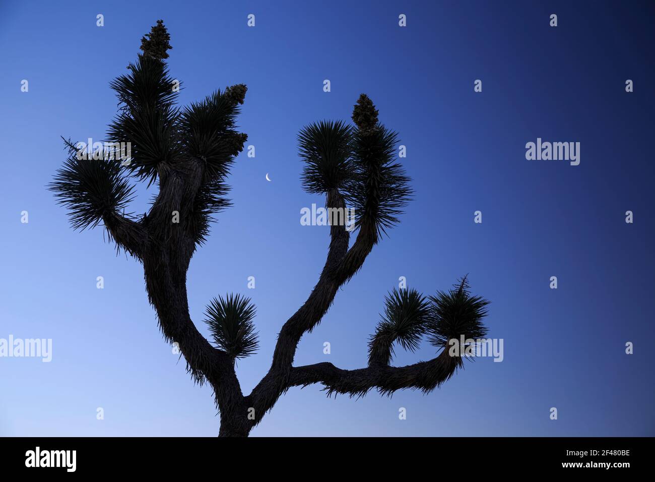 Joshua Tree (Yucca brevifolia) und Mond, Lost Horse Valley, Joshua Tree National Park, Kalifornien, USA Stockfoto