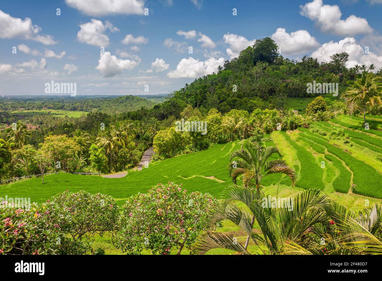 Grüne Reisfelder Jatiluwih auf Bali, Indonesien Stockfoto