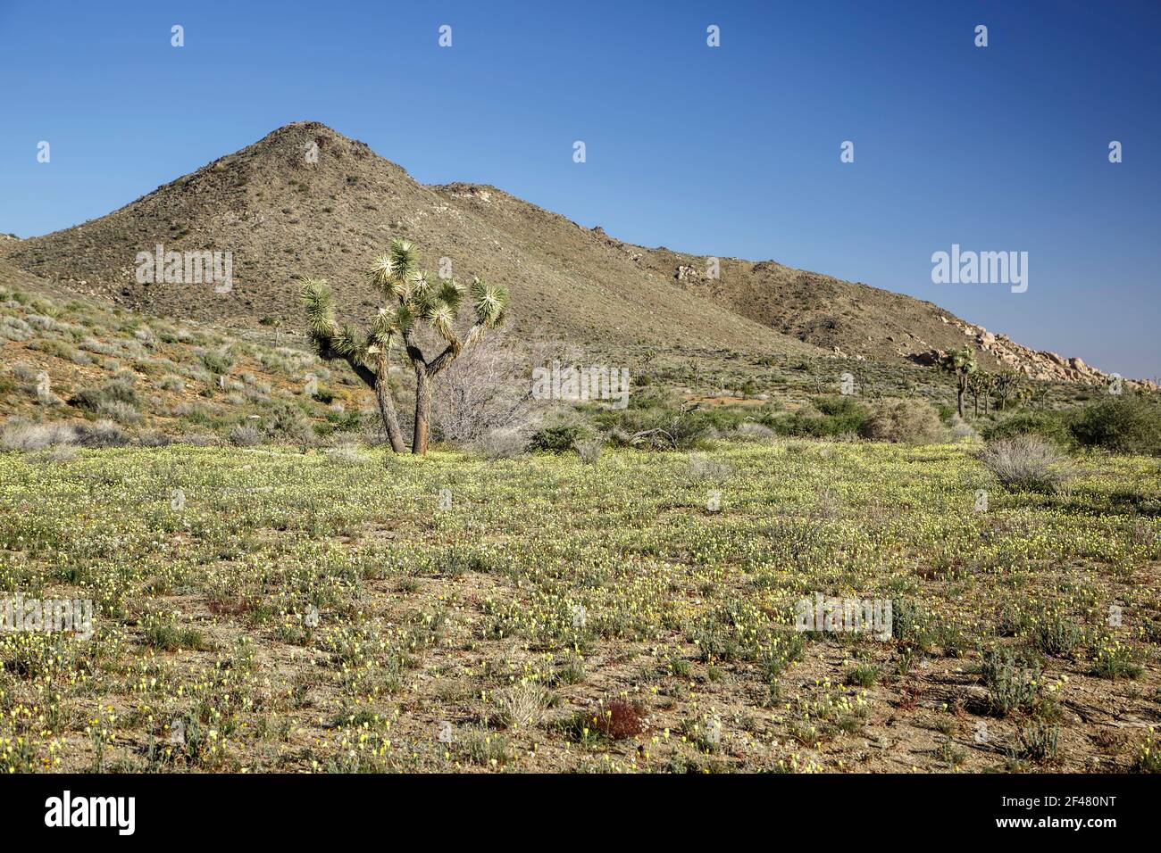 Joshua Tree (Yucca brevifolia) and Hills, Lost Horse Valley, Joshua Tree National Park, California USA Stockfoto