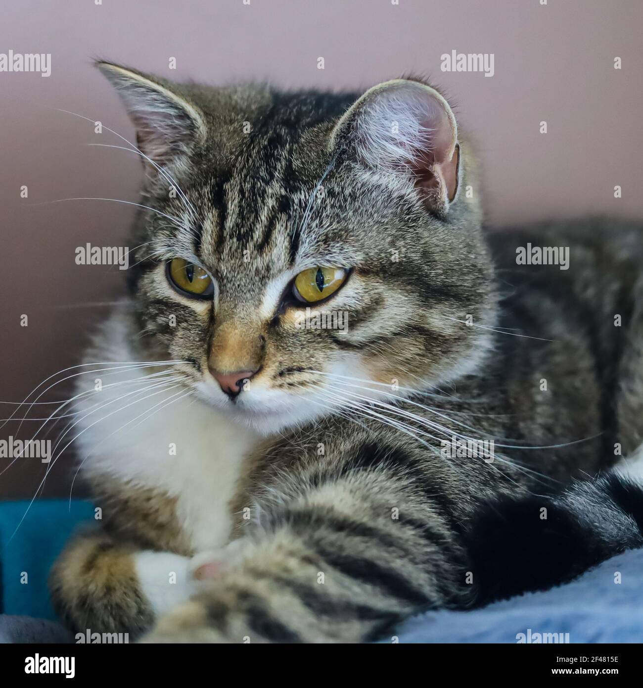 Gestreifte Katze Stockfoto